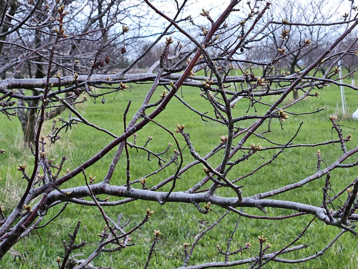20250430_194922 cherry buds
