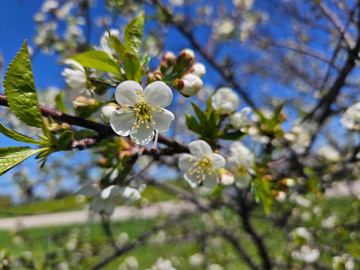 20250516_104329 cherry blossom