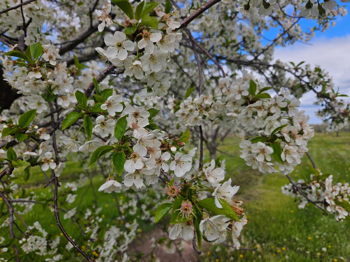 20250523_153615 cherry blossoms