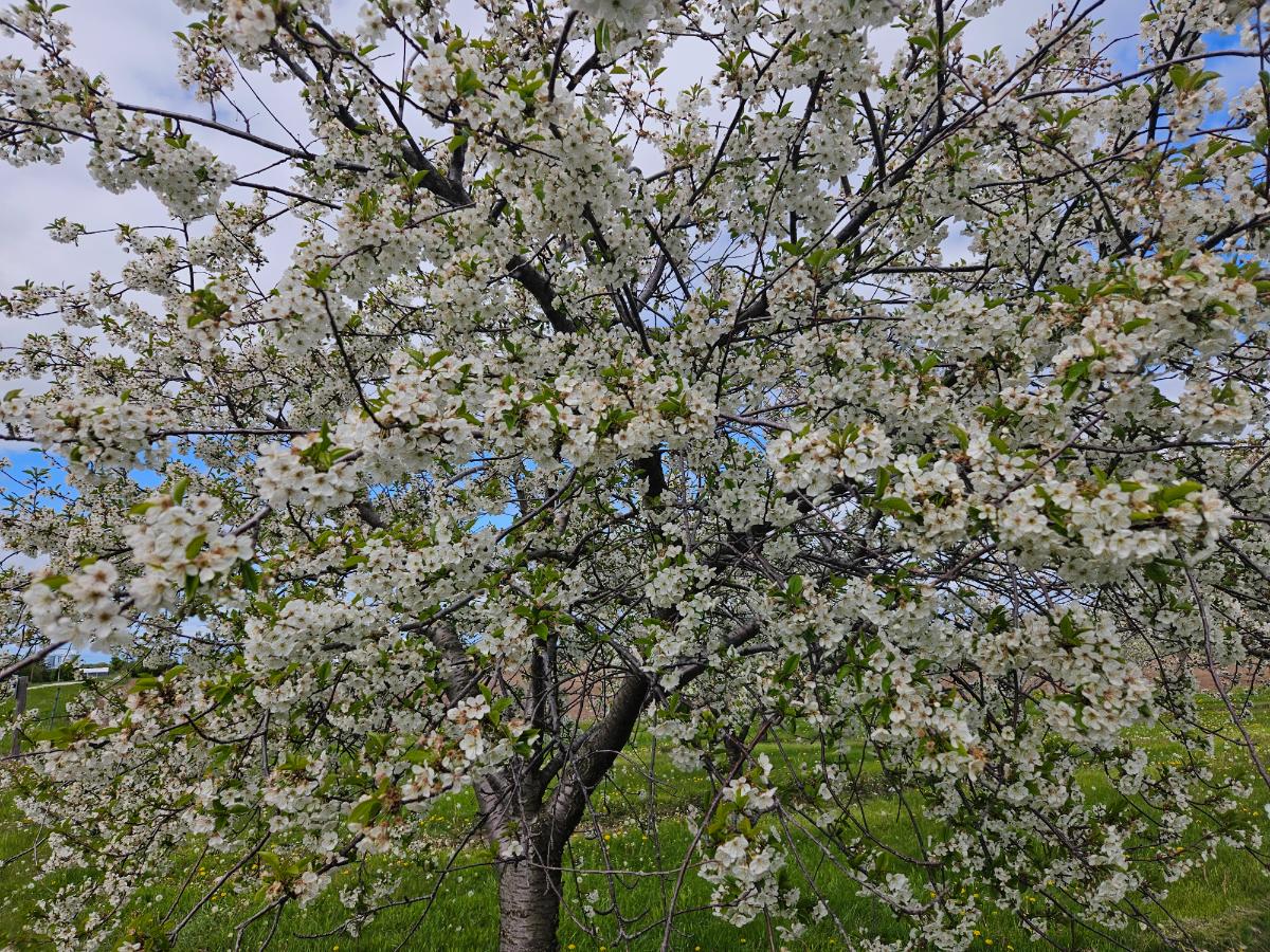 20250523_153623 cherry blossoms